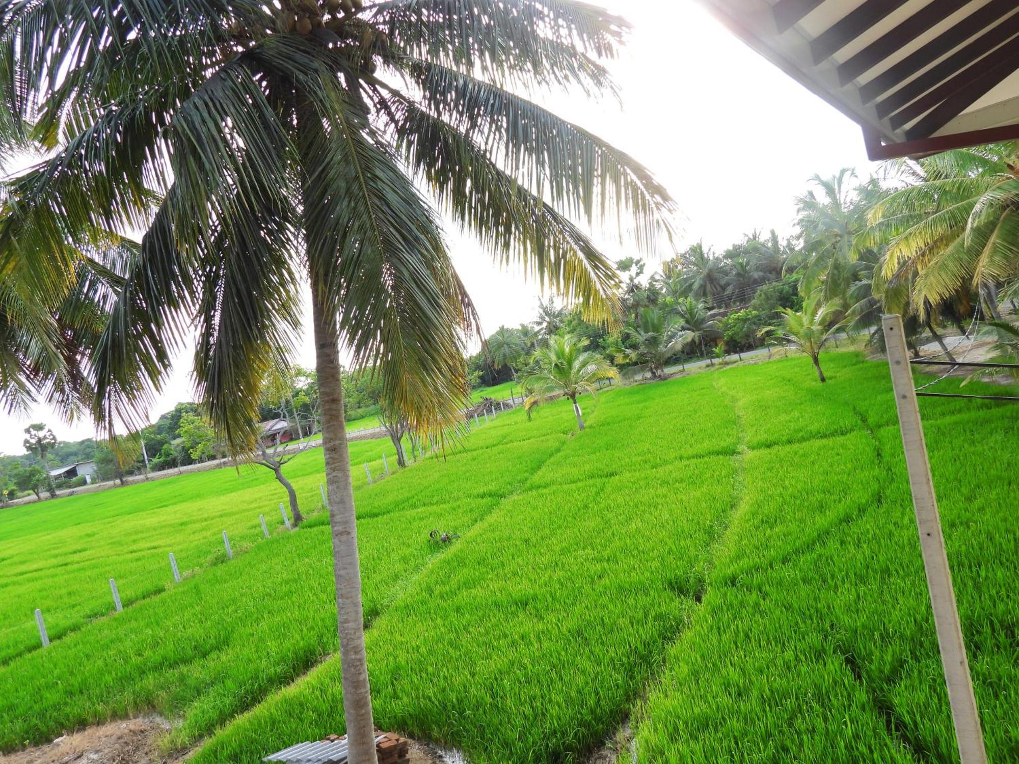Green Sapphire Holiday Resort Wilpaththu Wilpattu Exterior photo